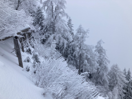 Temporärer Lawinenverbau und Waldwirkung 